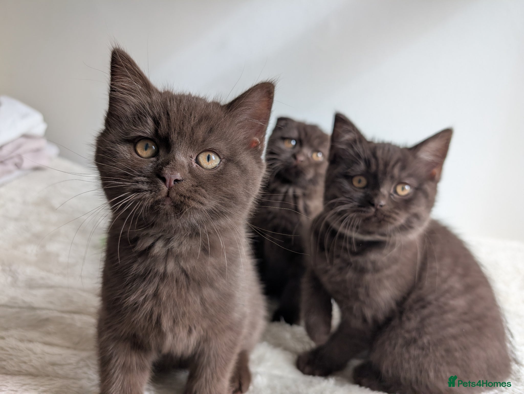 Mixed Breed cats Beautiful brown kittens ✨😻 - Advert 1