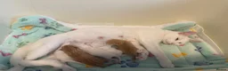 Mixed Breed cats for sale: ** 2 ginger Girls & 3 pure white girls ** - Advert 1