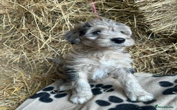 Bordoodle dogs for sale: Beautiful Bordoodle puppies - Image 12
