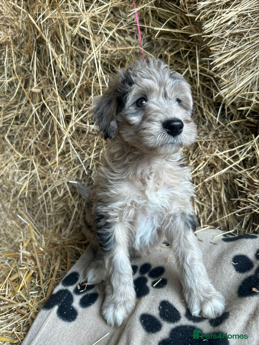 Bordoodle dogs for sale: Beautiful Bordoodle puppies - Image 12