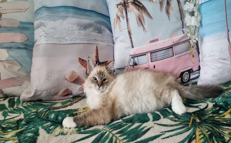 Ragdoll cats - Advert 1