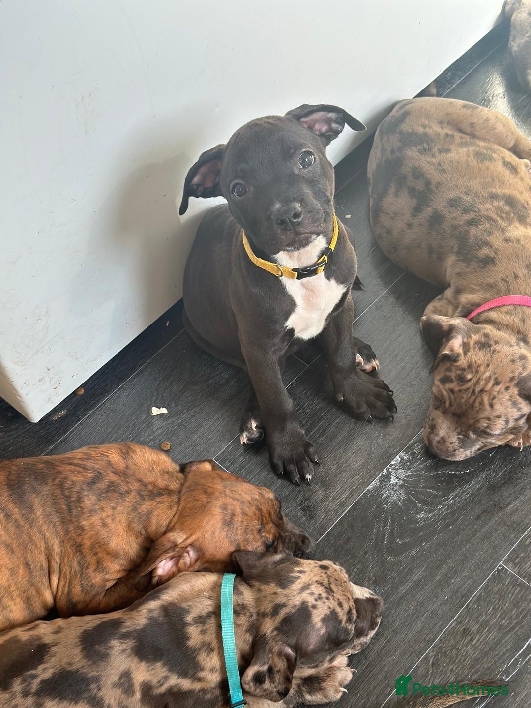 American Bulldog dogs for sale: Stunning Standard American Bulldog Puppies - Image 15