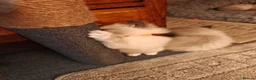 Ragdoll cats for sale: Ragdoll kittens - Advert 12