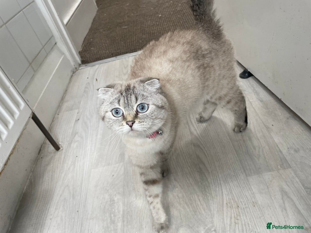 Scottish Fold cats for sale: Scottish fold  in London - Image 5