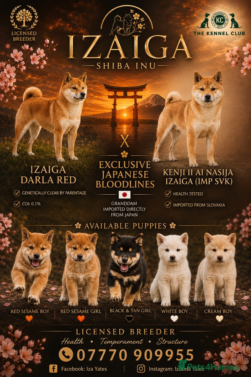 Japanese Shiba Inu dogs READY NOW Exclusive Japanese Shibas Puppies  🇯🇵 - Advert 4
