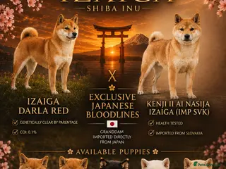 Japanese Shiba Inu dogs READY NOW Exclusive Japanese Shibas Puppies 🇯🇵 - Advert 4