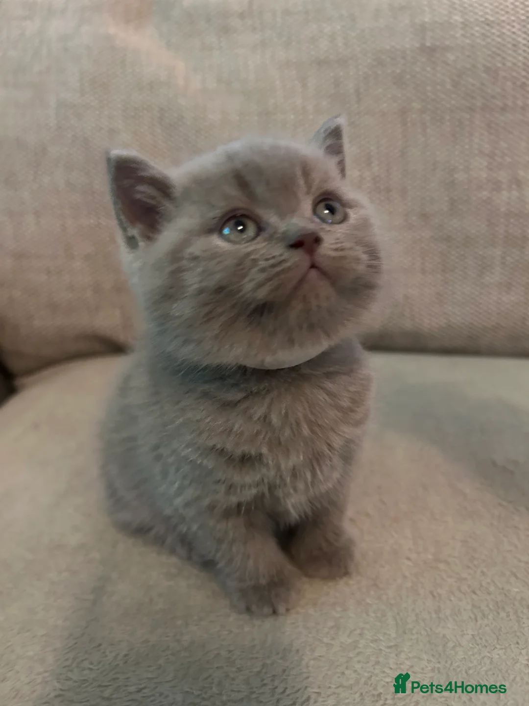 British Shorthair cats for sale: 1 beautiful chunky lilac boy left   - Advert 3
