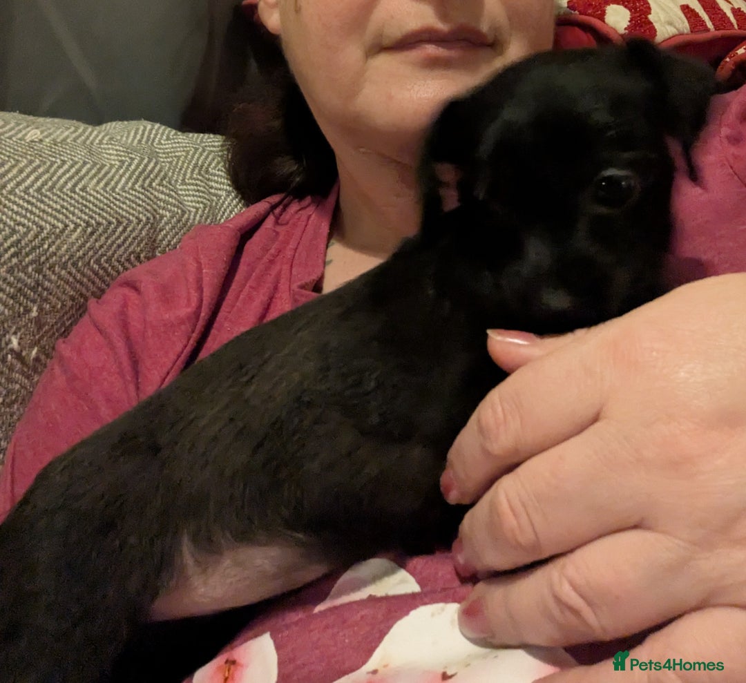 Chipoo dogs for sale: Non shed, health tested  chipoo girl - Advert 8