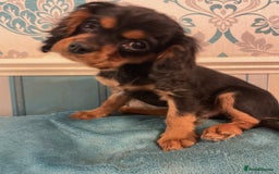 Cavalier King Charles Spaniel dogs for sale: Beautiful K.C .Registered Black & Tan CKCS Puppy - Image 2