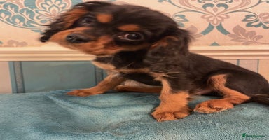 Cavalier King Charles Spaniel dogs - Advert 11