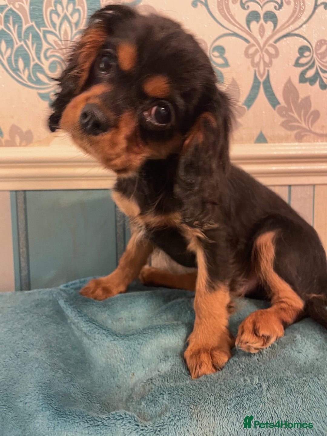 Cavalier King Charles Spaniel dogs for sale: Beautiful K.C .Registered Black & Tan CKCS Puppy - Image 2