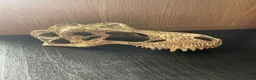 Python Snake reptiles for sale: Complete Setup With Female Royal Python - Advert 15