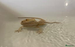 Bearded Dragon reptiles for sale: Bearded dragon  - Image 4