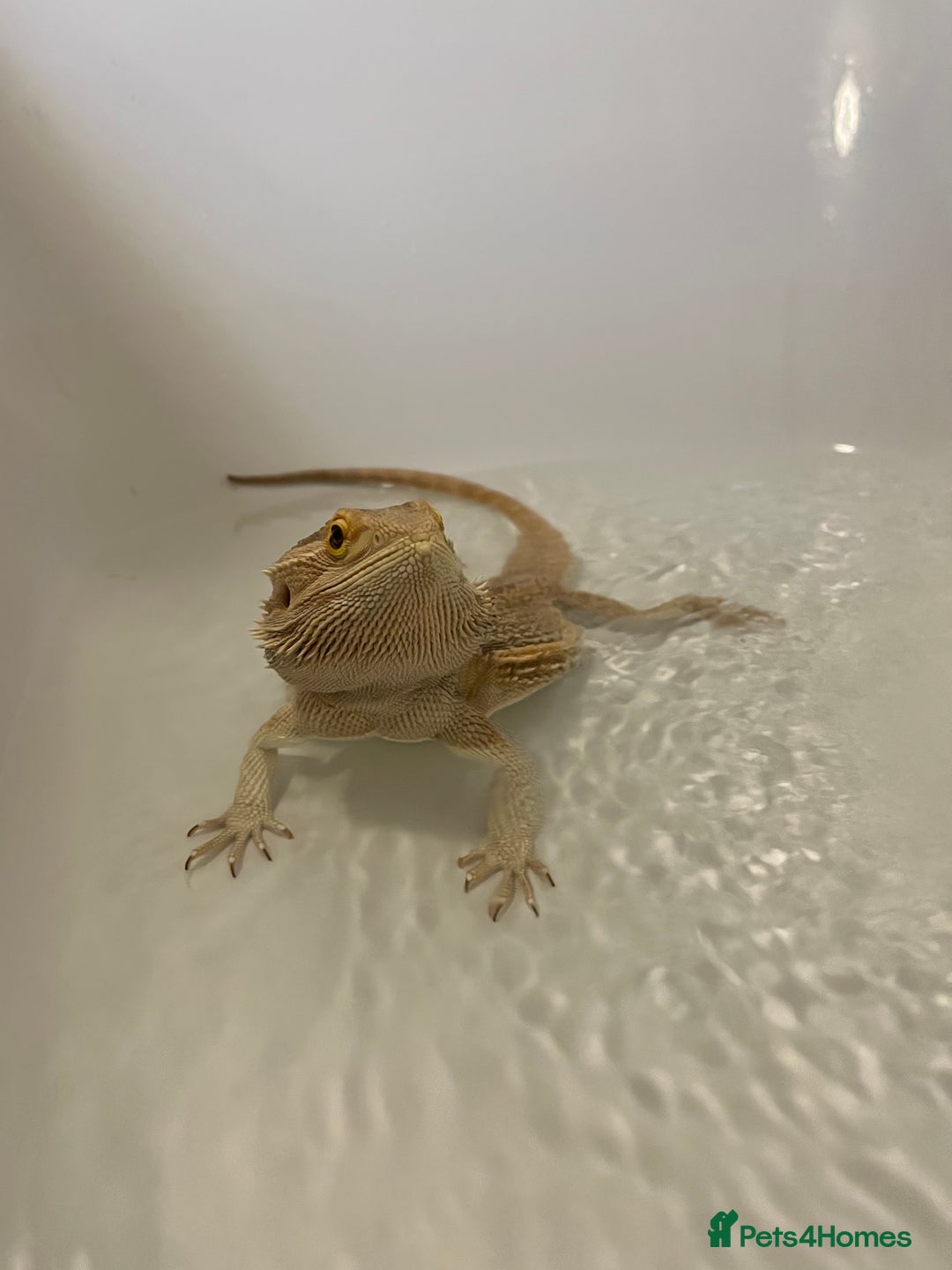 Bearded Dragon reptiles for sale: Bearded dragon  - Image 4