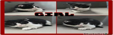 Mixed Breed 2