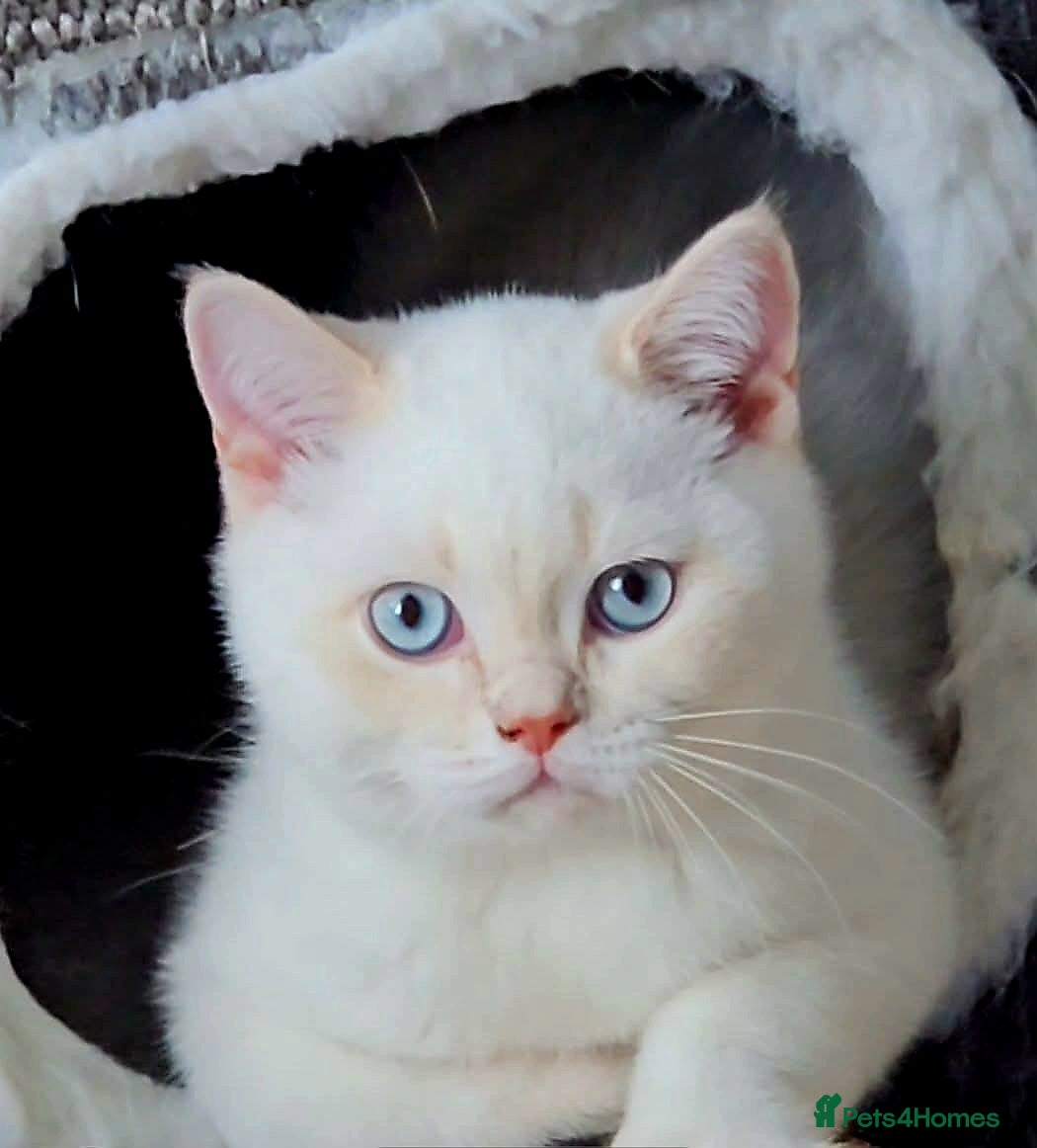 British Shorthair cats GCCF reg, Stunning Colourpoint Kittens - Advert 13