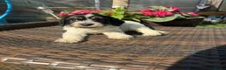Mixed Breed dogs for sale: Sproodle Puppys for sale  in Aldershot - Advert 14