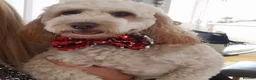Cockapoo dogs for sale: Belles beautiful Angels  - Advert 8