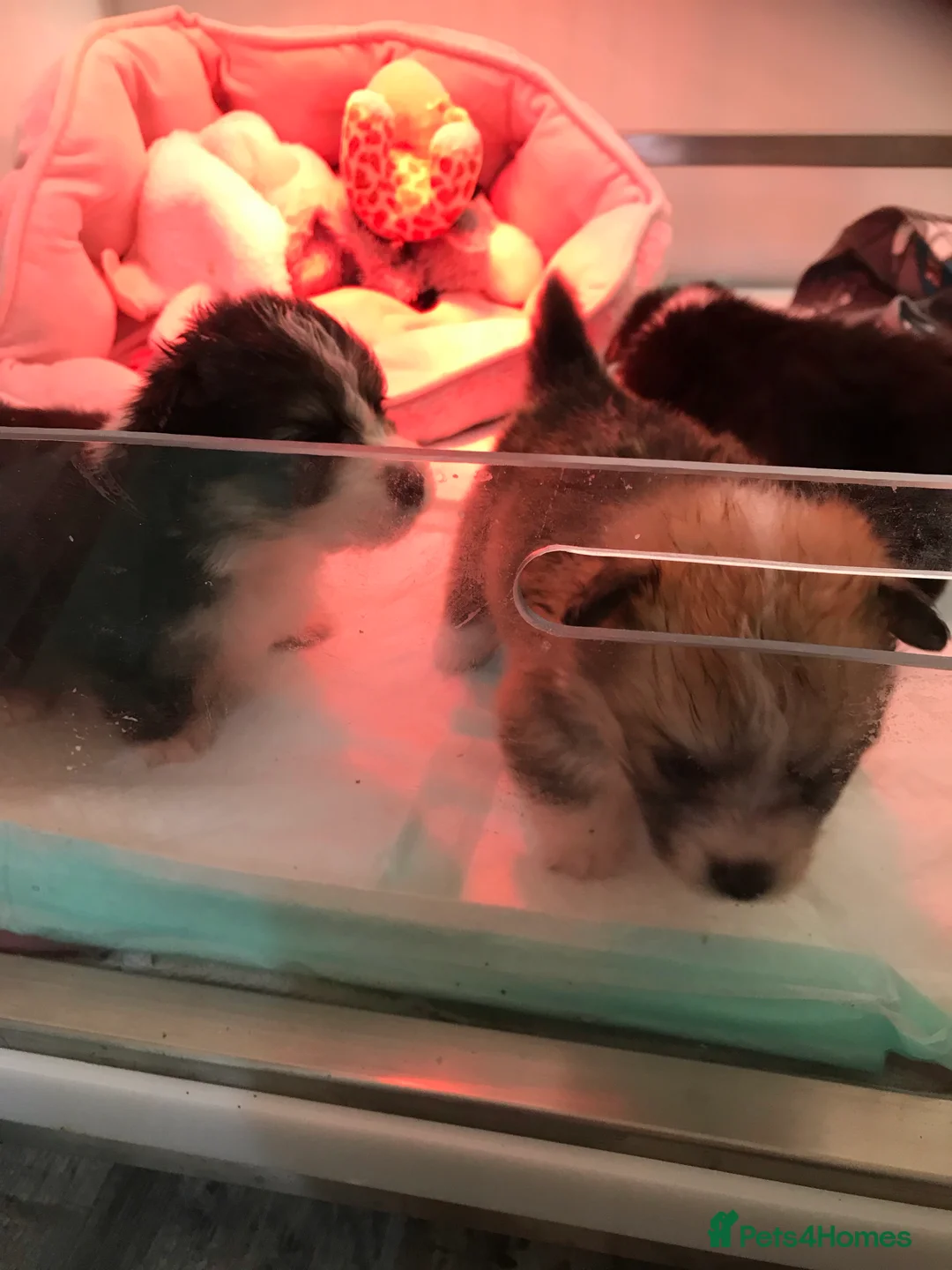 Welsh Corgi Pembroke dogs for stud: TOP QUALITY PROVEN !!! KC Pembroke Corgi for stud in Rugby - Advert 11