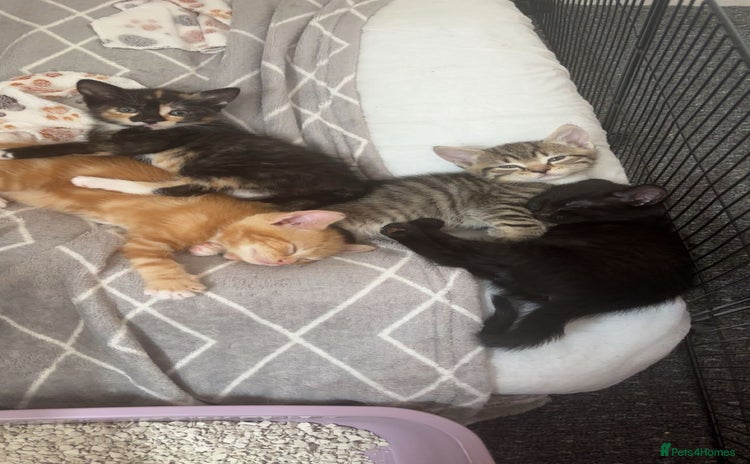 Mixed Breed cats - Advert 4