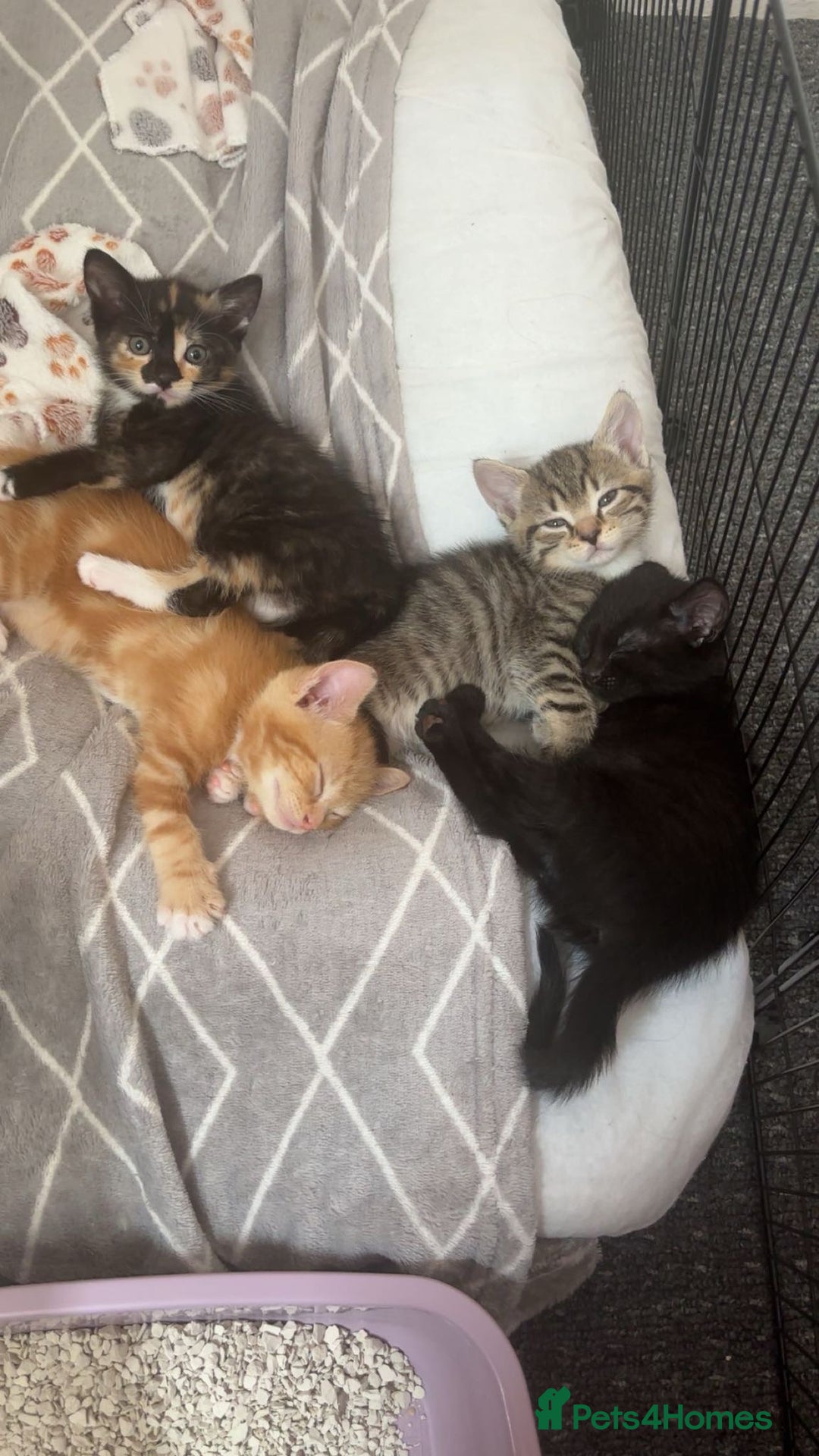 Mixed Breed cats for sale: 3x Male Kittens For Sale - Image 1