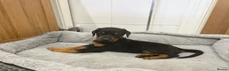 Dobermann dogs for sale: Beautiful Dobermann puppies for sale - Advert 19