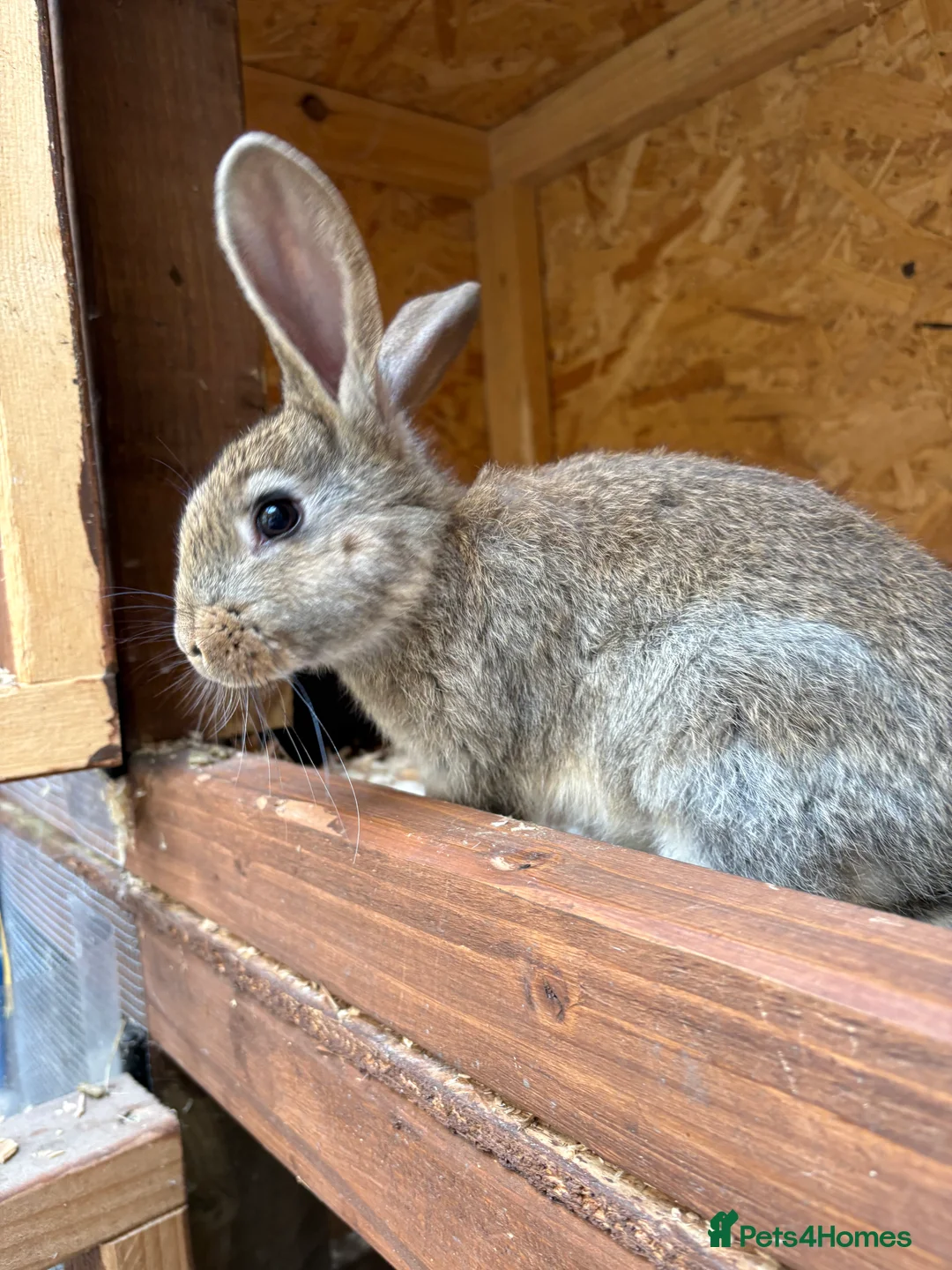 Mixed Breed rabbits for sale: Continental giant x  - Advert 1