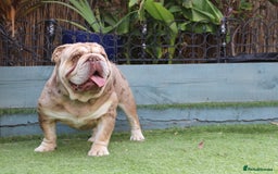English Bulldog dogs for stud: Chocolate and tan Merle English bulldog  - Image 1