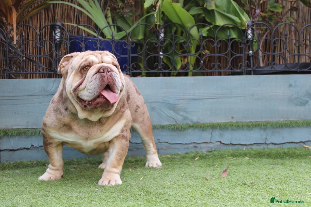 English Bulldog dogs for stud: Chocolate and tan Merle English bulldog  - Advert 1