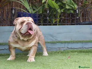 English Bulldog dogs Chocolate and tan Merle English bulldog - Advert 22