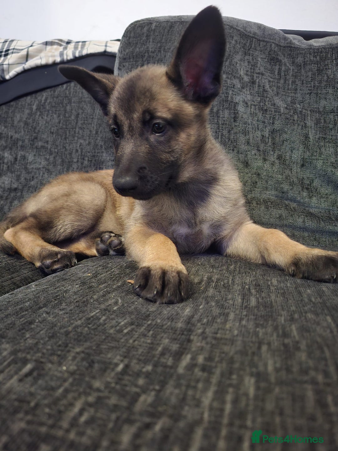 Belgian Shepherd Dog dogs for sale: 2 beautiful 8 week old Belgian shepherd dog - Advert 14
