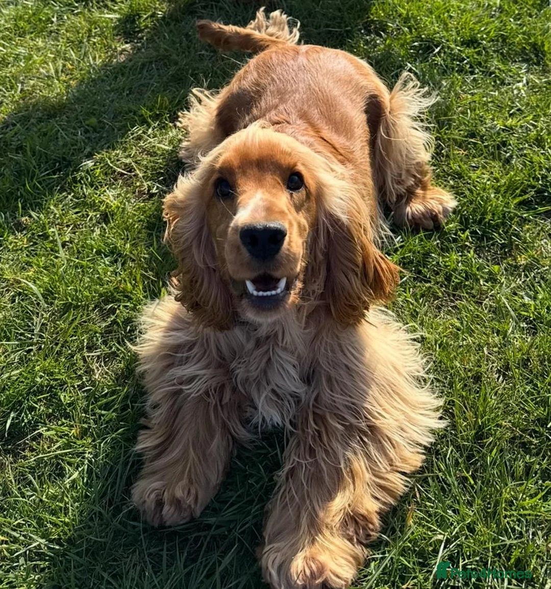 Cocker Spaniel dogs for stud: LUDO - GOLDEN Show Cocker Pedigree Stud TOP Tested in Bradford-on-Avon - Advert 10