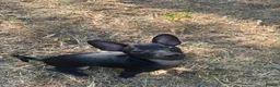 Russian Toy Terrier dogs for sale: Russian toy  - Advert 4