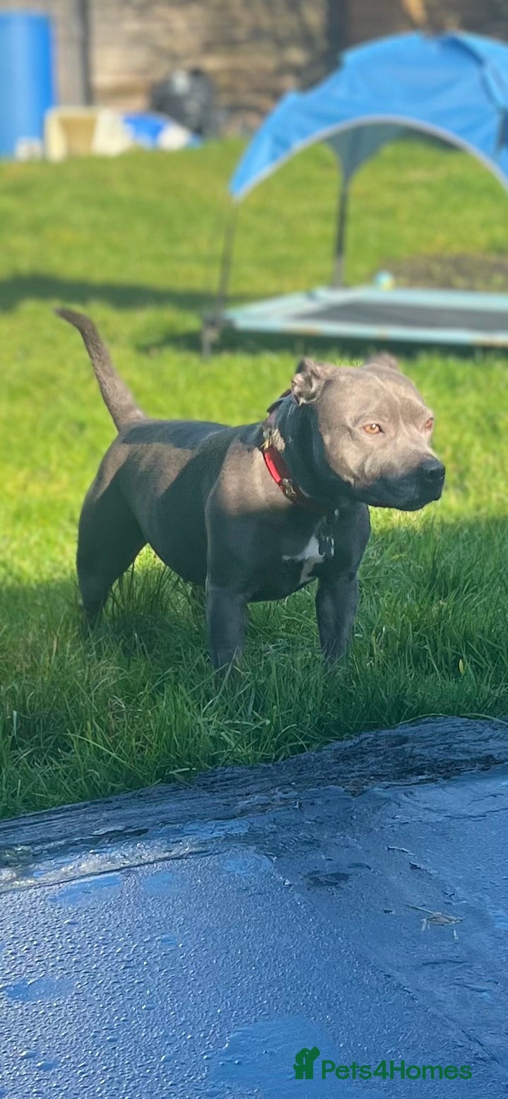 Staffordshire Bull Terrier dogs KC Registered Staffordshire Bull Terrier  - Advert 1