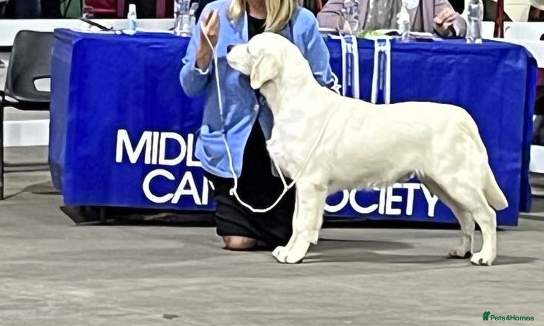 Golden Retriever dogs for stud: At Stud to Approved Bitches - Image 11