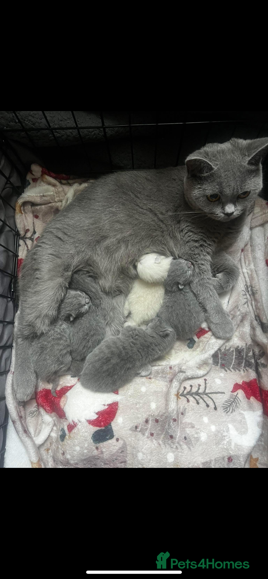 British Shorthair cats for sale: British shorthair kittens  - Image 12