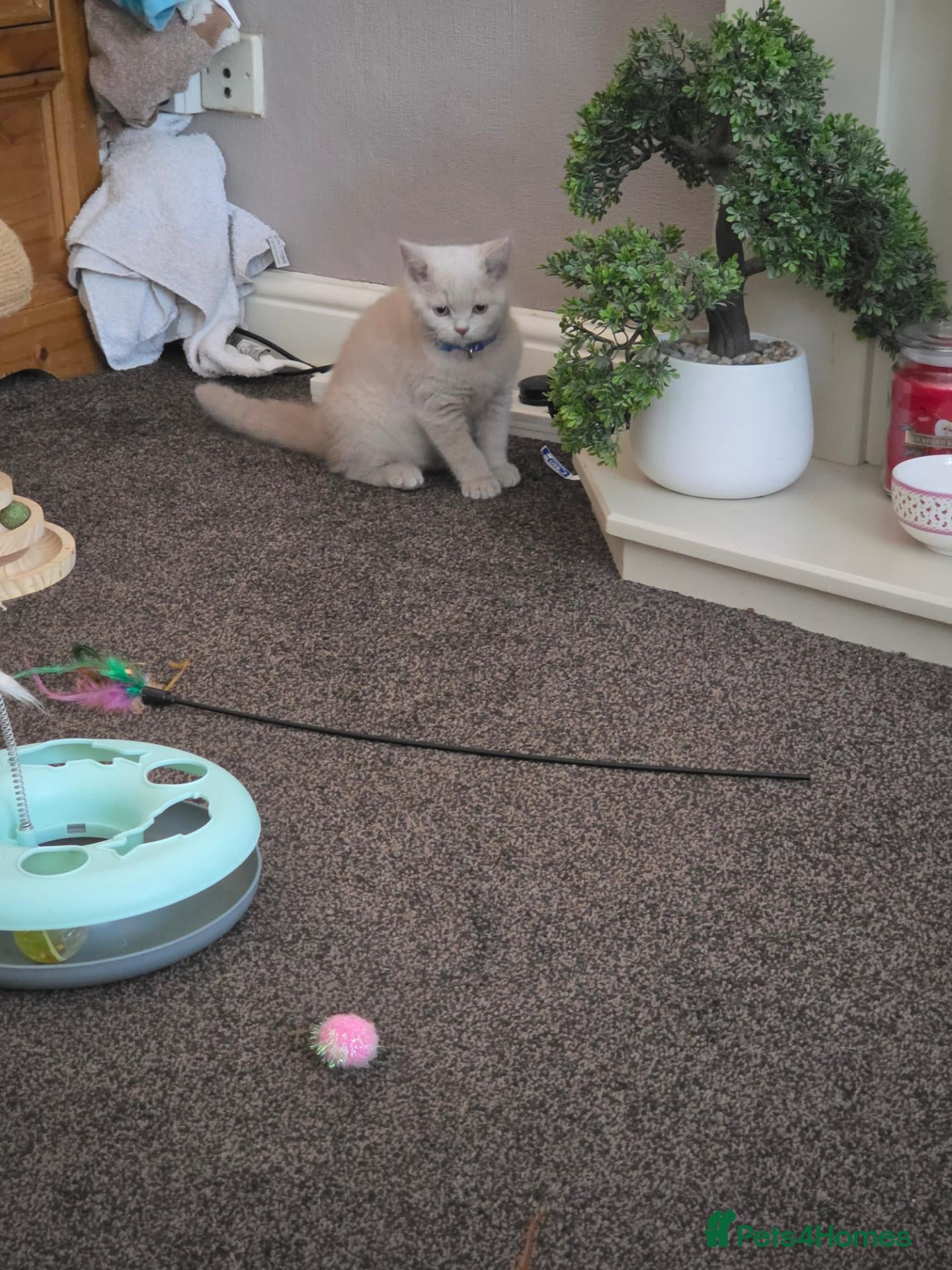 British Shorthair cats for sale: Exceptional Rare Fawn, British short hair  - Advert 2