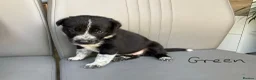 Mixed Breed dogs for sale: 🐾 Beautiful Shollie puppies - Advert 10