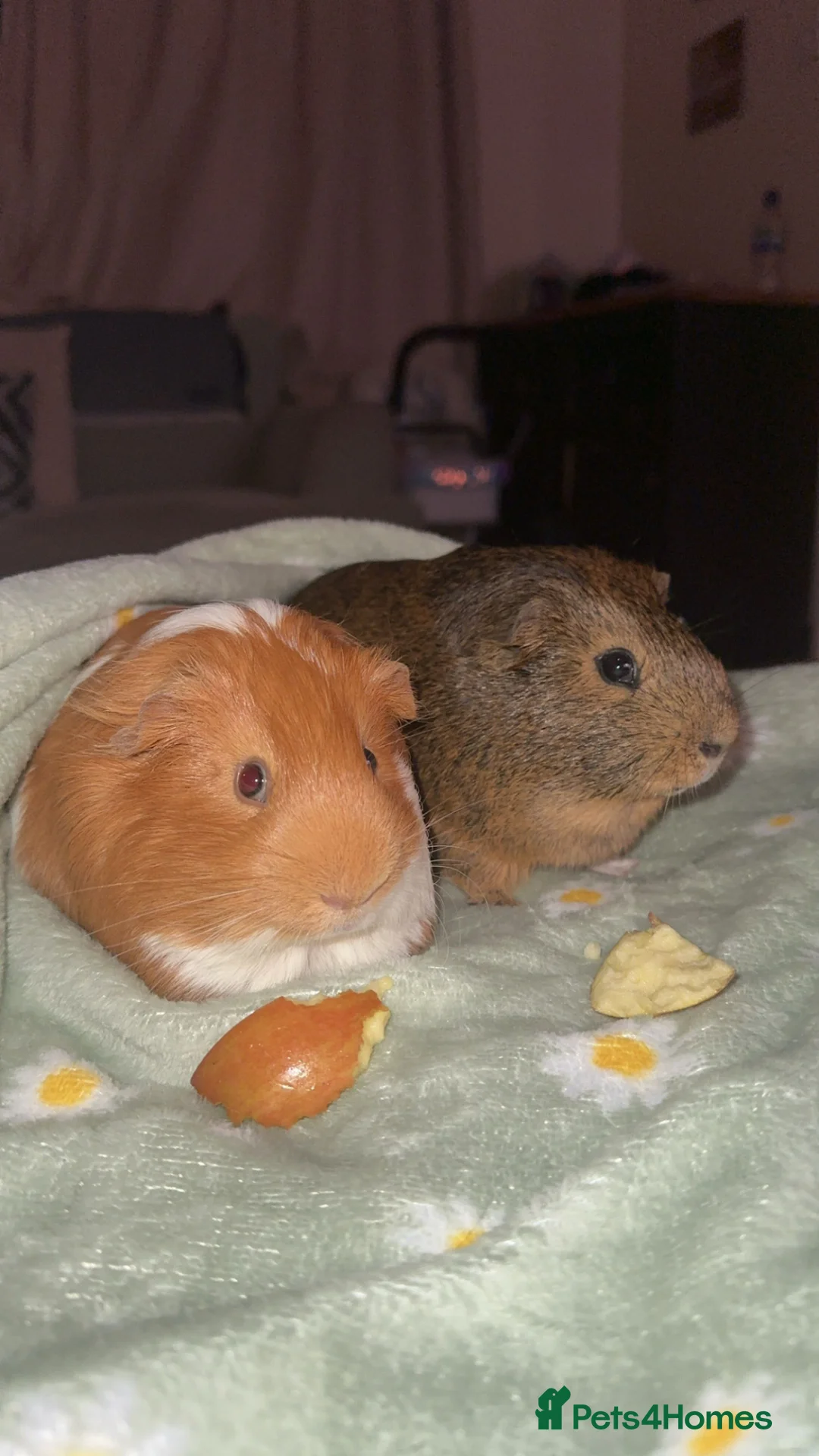 Guinea Pig rodents for sale: 2 male guinea pigs (brothers) in Swindon - Advert 1