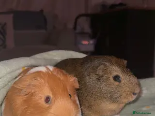 Guinea Pig rodents 2 male guinea pigs (brothers) - Advert 3
