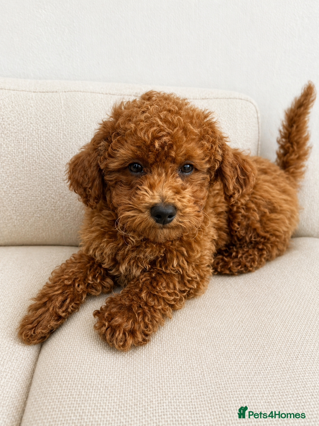 Poochon dogs Asian mini pochoon puppies -Tiny and Curly - Advert 16
