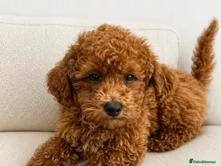 Poochon dogs Asian mini pochoon puppies -Tiny and Curly - Advert 16