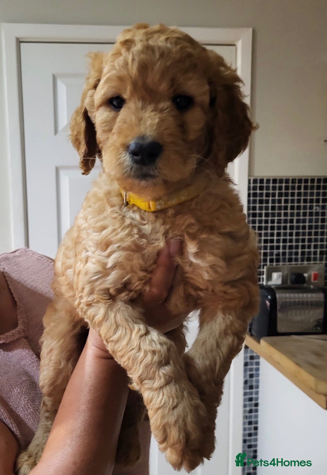 Double Doodle dogs Golden Doodle (Double Doodles) - Advert 7