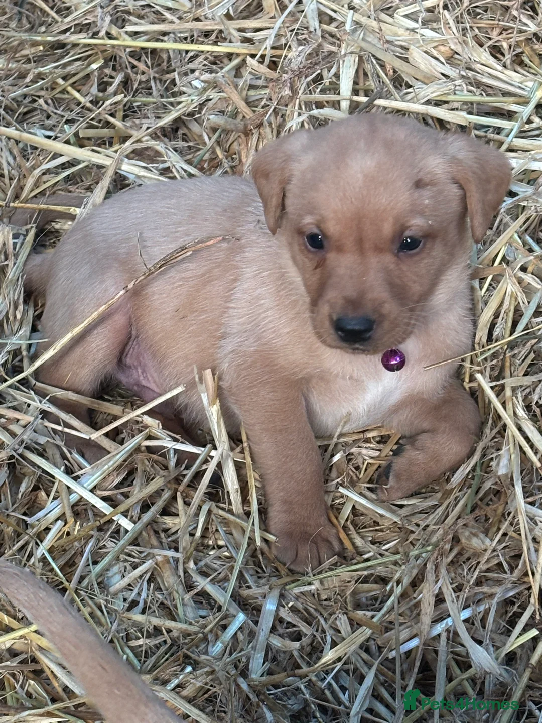 Labrador Retriever dogs for sale: Puppy Red fox labradors  - Advert 5