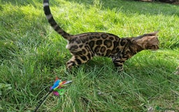 Bengal cats for stud: Bengal cat for stud, Fabio. in Peterborough - Image 19