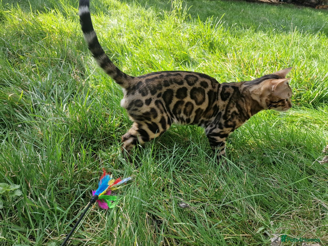 Bengal cats for stud: Bengal cat for stud, Fabio. in Peterborough - Image 19