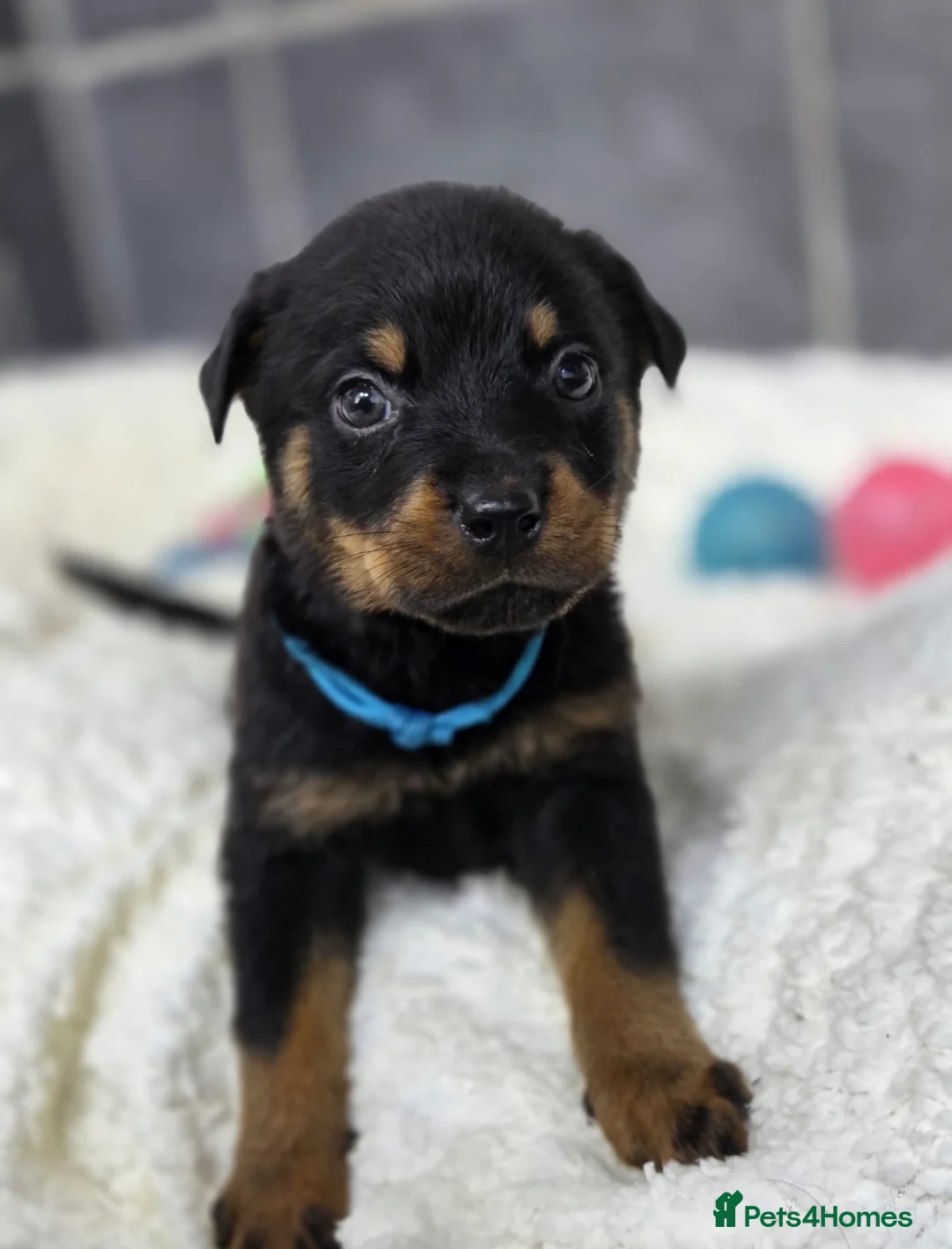 Rottweiler dogs for sale: Stunning Rottweiler pups - Advert 35