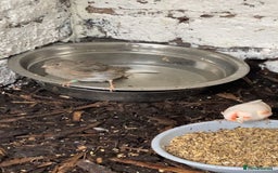 Canaries birds for sale: GOLDFINCH PAIR Canary’s zebras and bengalese  - Image 2