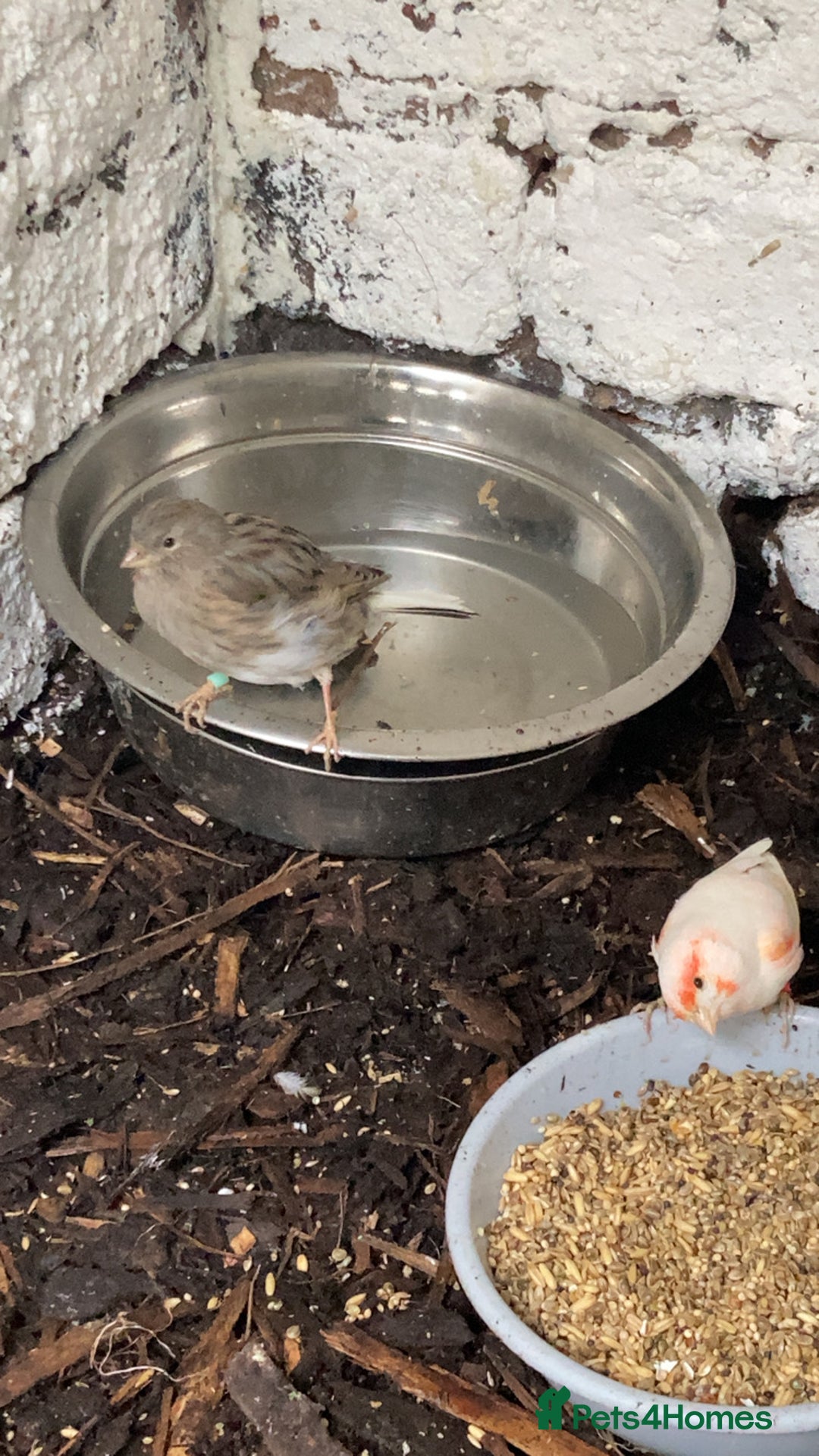 Canaries birds for sale: GOLDFINCH PAIR Canary’s zebras and bengalese  - Image 2