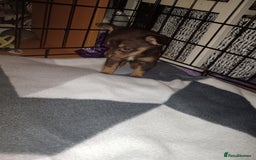 Mixed Breed dogs for sale: Pomeranian cross dachshund puppies  - Image 5